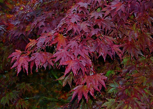 Autumn color at Meerkerk’s Fall Garden Fest in Greenbank
