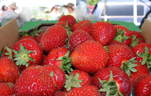 Get the Freshest of the Fresh with a Whidbey Island CSA