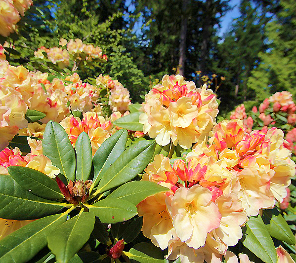 Buzzing With Tranquility – Meerkerk Rhododendron Gardens