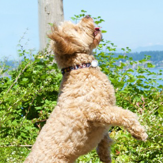 Eat, Poop, Play  ||  A dog’s blog