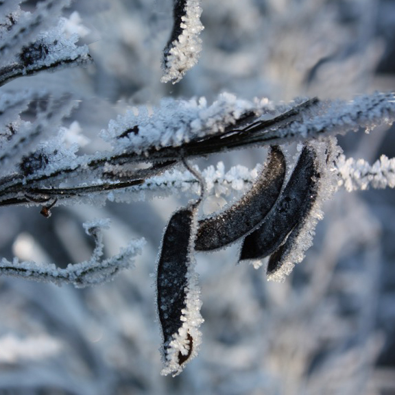 Nature’s Winter Art: Fiber-Ice Glows in the Woods