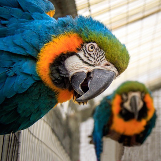 Langley is for the Birds—Big, Colorful Birds…