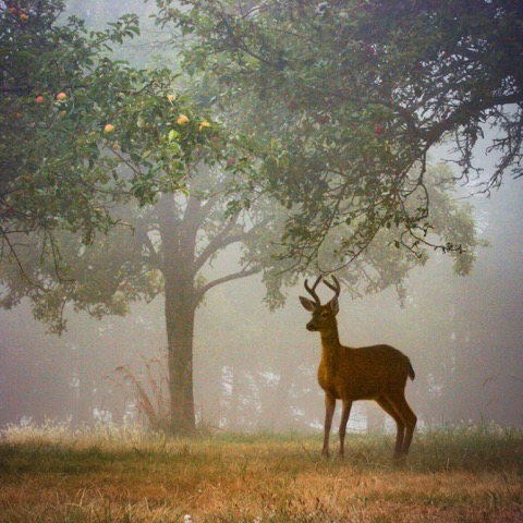 Castle on Whidbey || OH, DEER