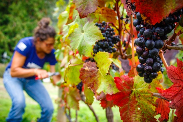 Skies of Flame and Spice of Cider: Fall Paints Whidbey Island