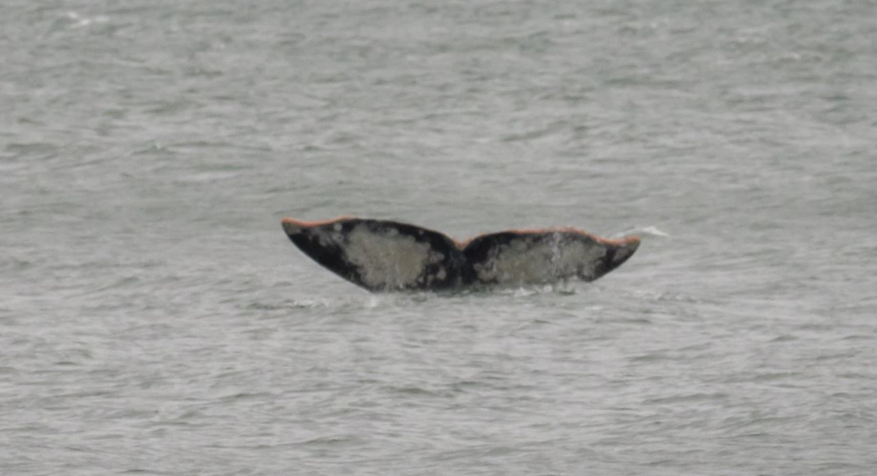 Gray Whale Watching Season is Here