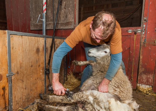 Welsh Shearer Shows Whidbey How It’s Done