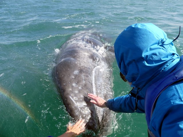 Whidbey’s Whales Return on Cue