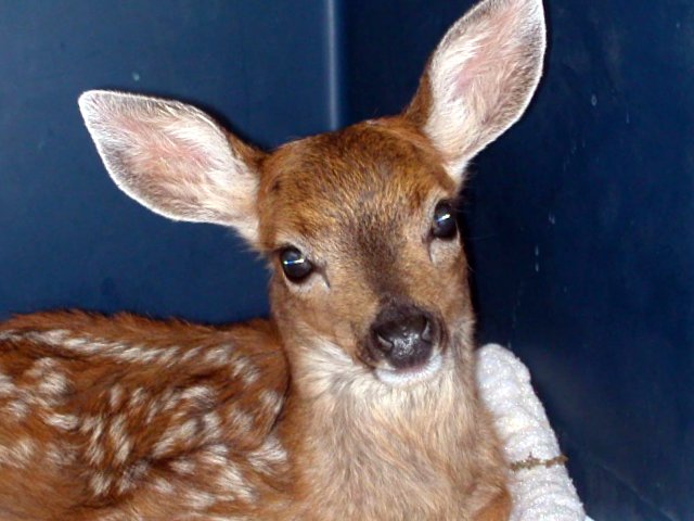 Finding Baby Animals: What to Do